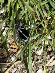 Dorcadion dimidiatum