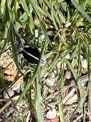 Dorcadion dimidiatum