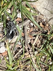 Dorcadion dimidiatum