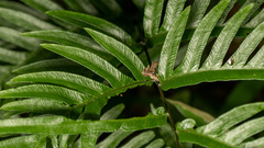 Pteris semipinnata