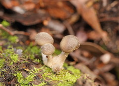 Armillaria hinnulea