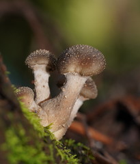 Armillaria hinnulea
