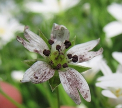 Microbotryum stellariae