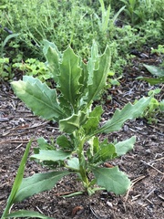Cycloloma atriplicifolium