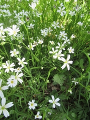 Microbotryum stellariae