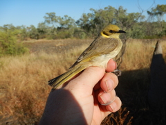Ptilotula flavescens