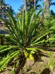 Encephalartos natalensis
