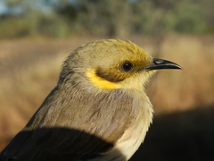 Ptilotula flavescens