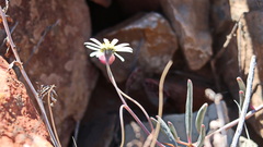 Crassothonna protecta