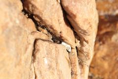 Amaurobioides africana