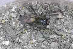 Amaurobioides africana