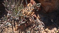 Crassothonna protecta