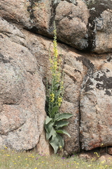 Verbascum rotundifolium