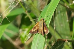 Parnara amalia