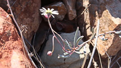 Crassothonna protecta