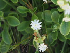 Silene crassifolia