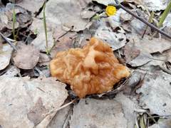 Gyromitra gigas
