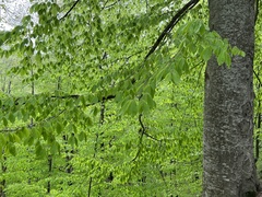 Fagus orientalis