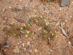 Tribulopis pentandra