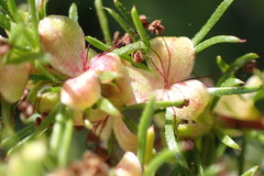 Cliffortia filifolia