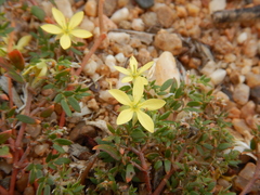 Tribulopis pentandra