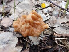 Gyromitra gigas