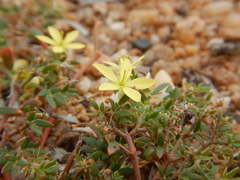 Tribulopis pentandra