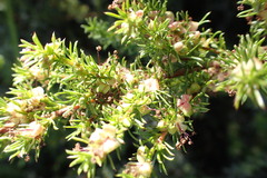 Cliffortia filifolia