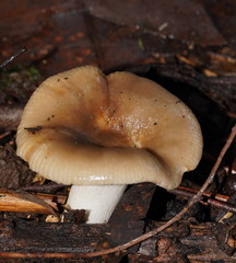 Russula neerimea