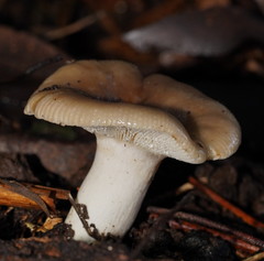 Russula neerimea