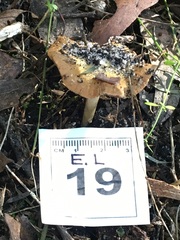 Cortinarius phalarus