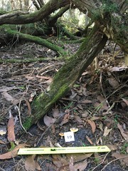 Cortinarius phalarus