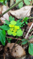 Chrysosplenium alternifolium