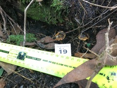 Cortinarius phalarus