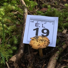 Cortinarius phalarus