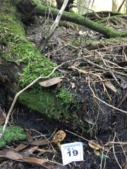 Cortinarius phalarus