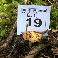 Cortinarius phalarus