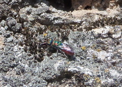 Chrysura hybrida