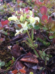Pedicularis lapponica