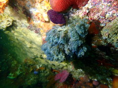 Virididentula dentata