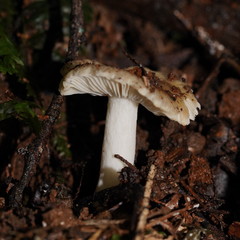 Russula neerimea