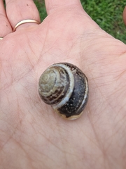 Cepaea hortensis