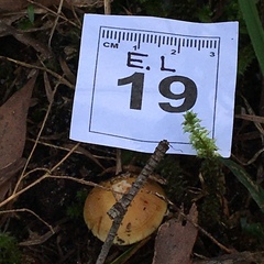 Cortinarius phalarus