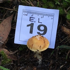 Cortinarius phalarus