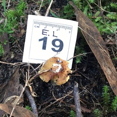 Cortinarius phalarus