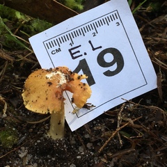 Cortinarius phalarus