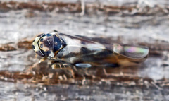 Linnavuoriana decempunctata