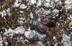 Chrysura hybrida