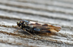 Linnavuoriana decempunctata