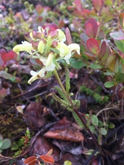 Pedicularis lapponica